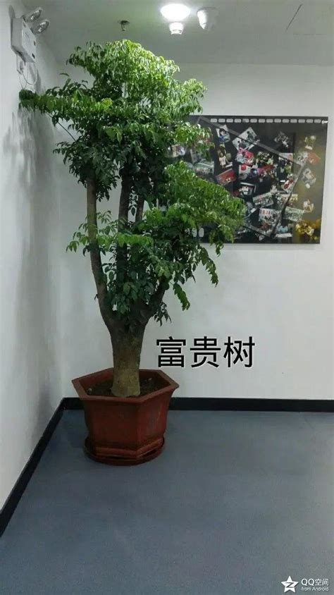 富貴樹|人養植物，植物養人之「富貴樹」